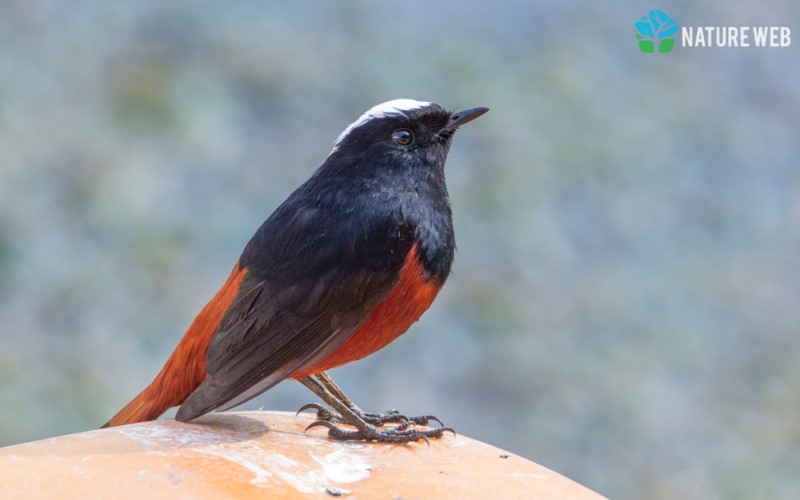 White-capped Redstart